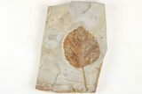 Fossil Leaf (Davidia) - Montana #203348-1